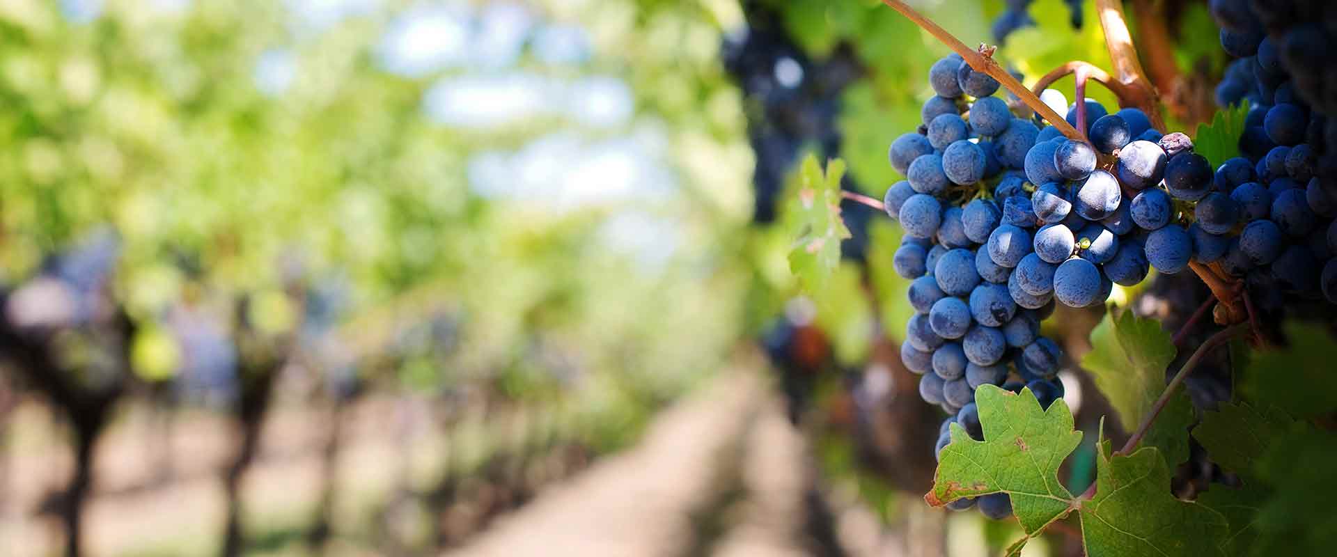 Beaujolais DMC