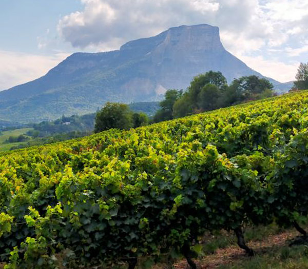 Wine tour savoie